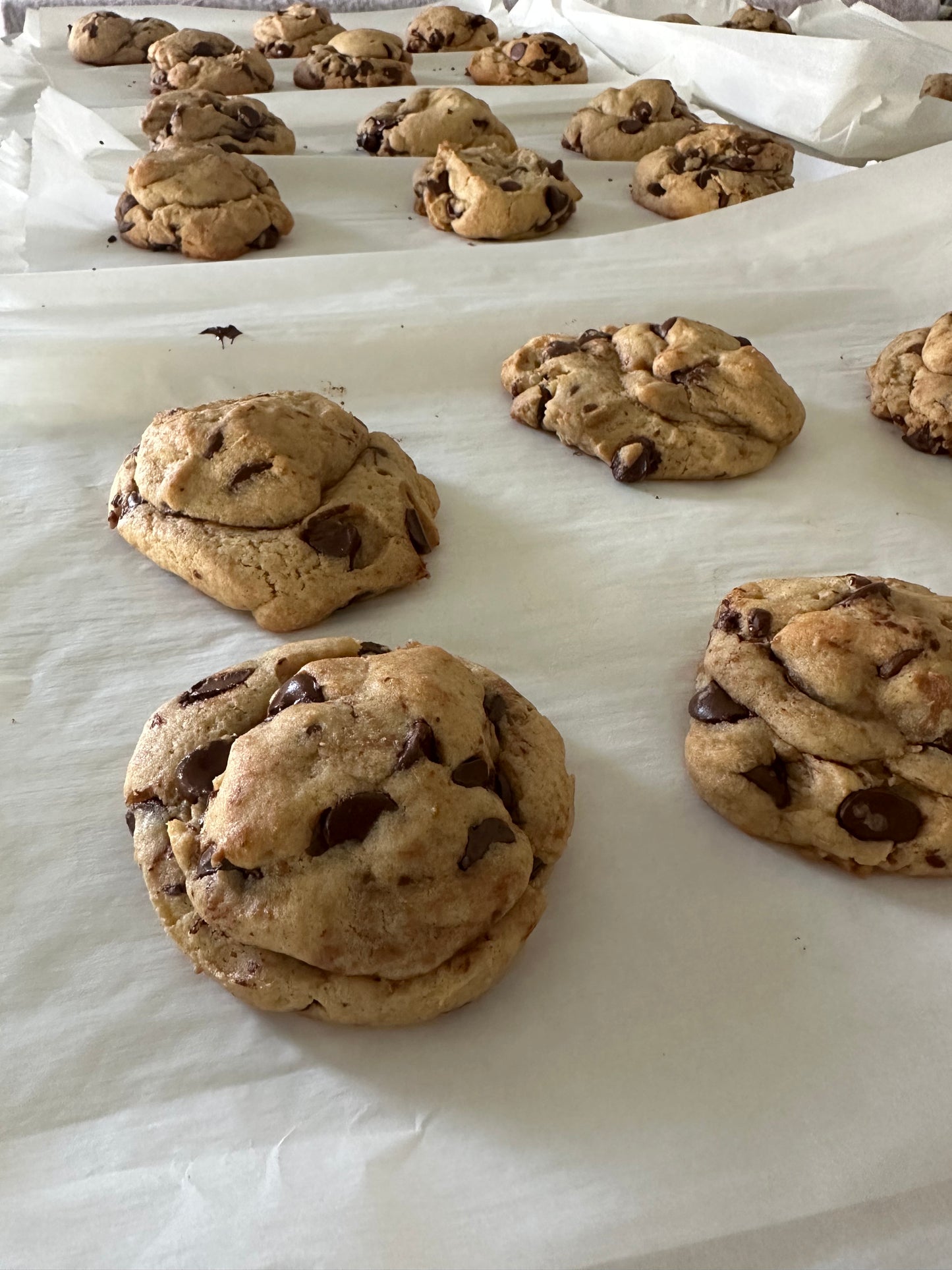 Spectacular Whole Wheat Heritage Flour 2.5lbs